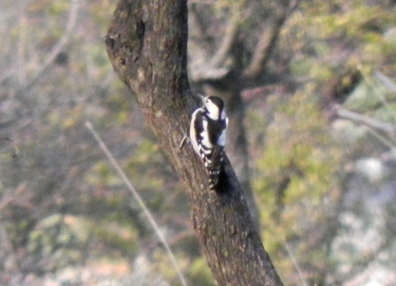 Alaca ağaçkakan