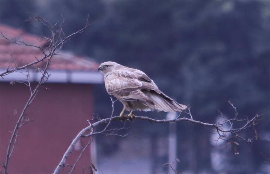 Kızıl şahin