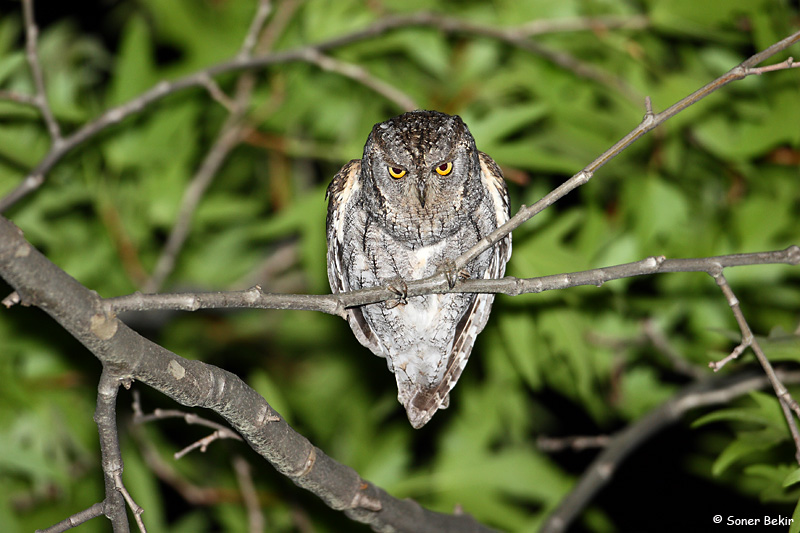 İshakkuşu