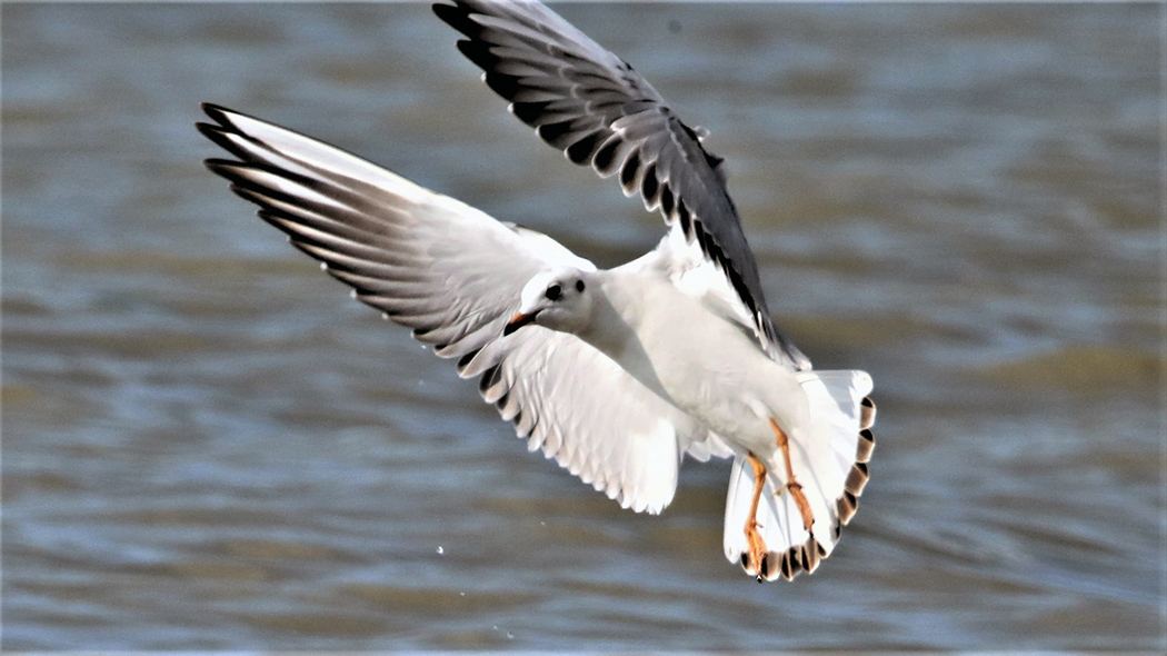 Karabaş martı