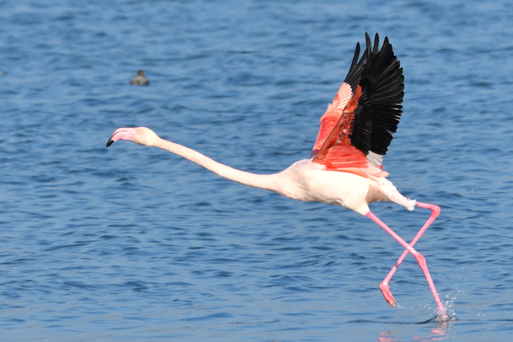 Flamingo