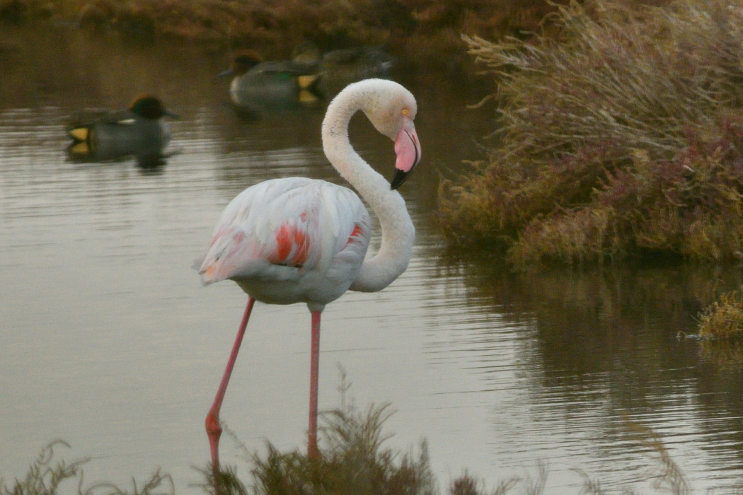 Flamingo