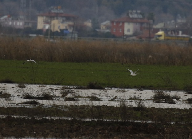 Karabaş martı