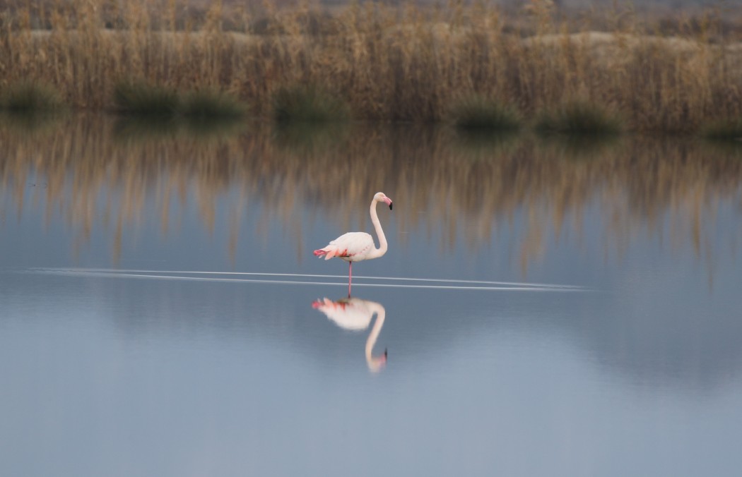 Flamingo