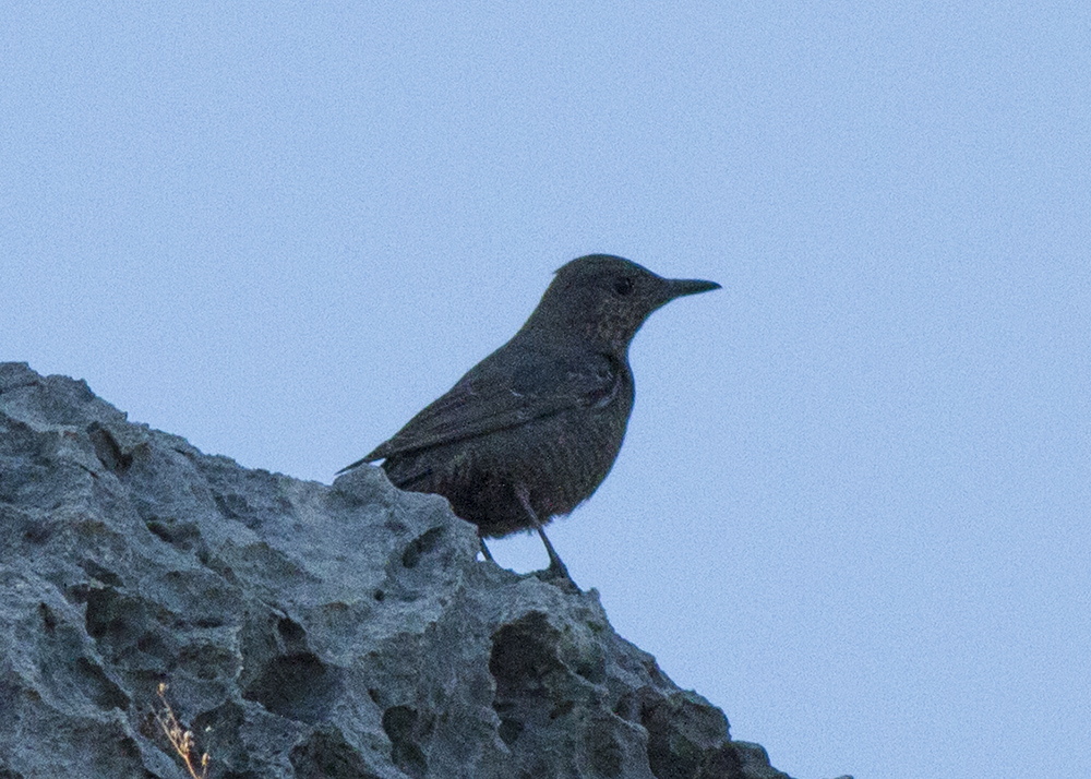 Gökardıç