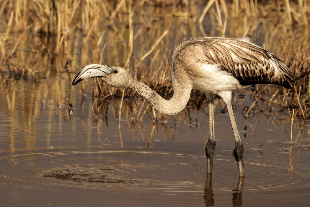 Flamingo