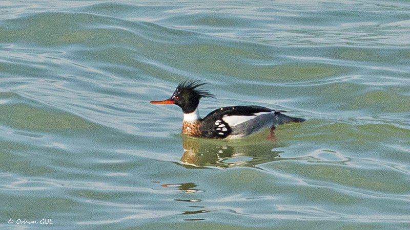 Tarakdiş