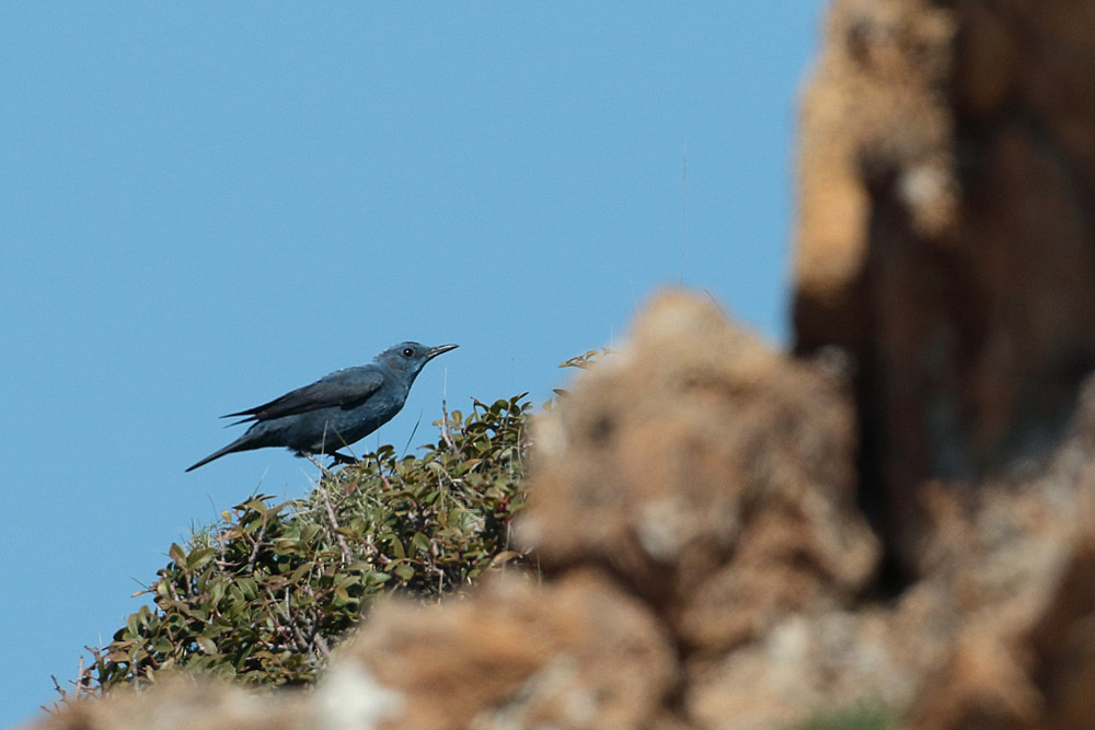 Gökardıç