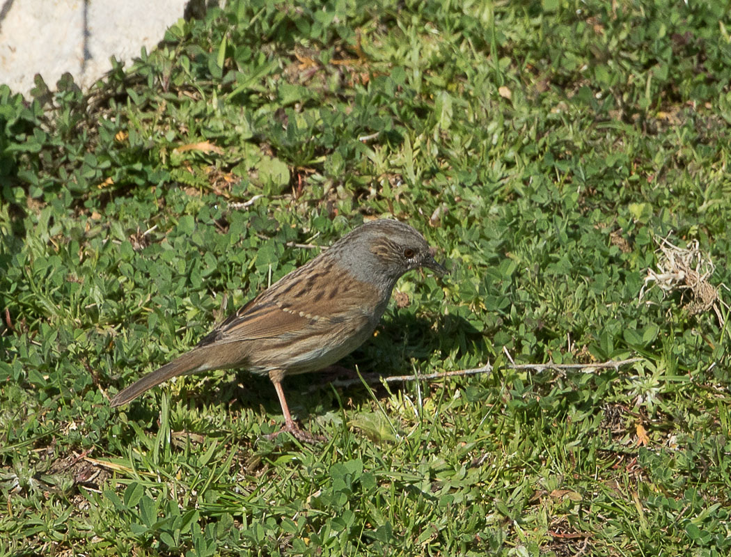 Dağbülbülü