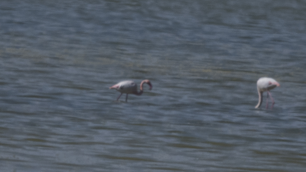 Küçük flamingo