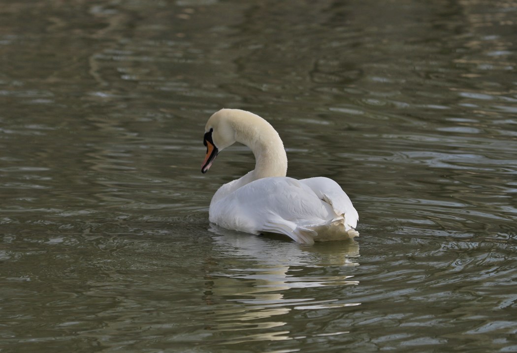 Kuğu