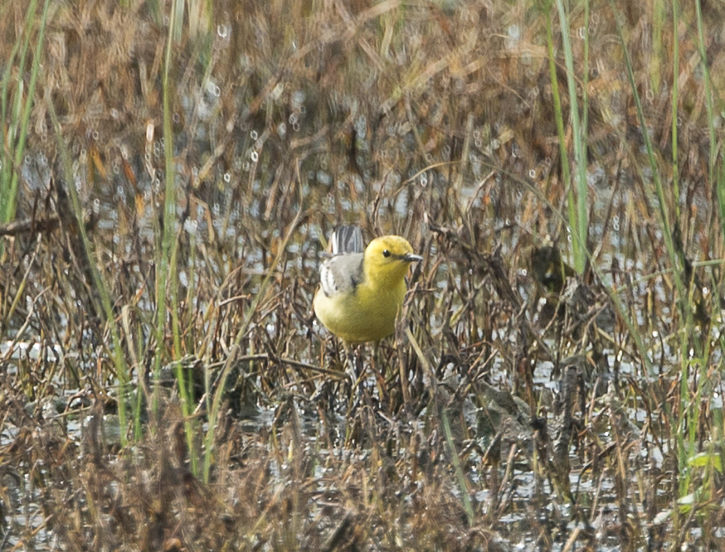 Sarıbaşlı kuyruksallayan