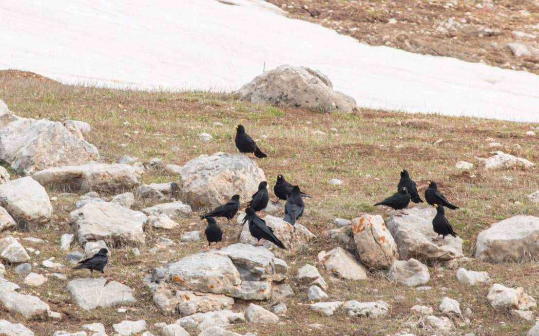 Sarıgagalı dağ kargası