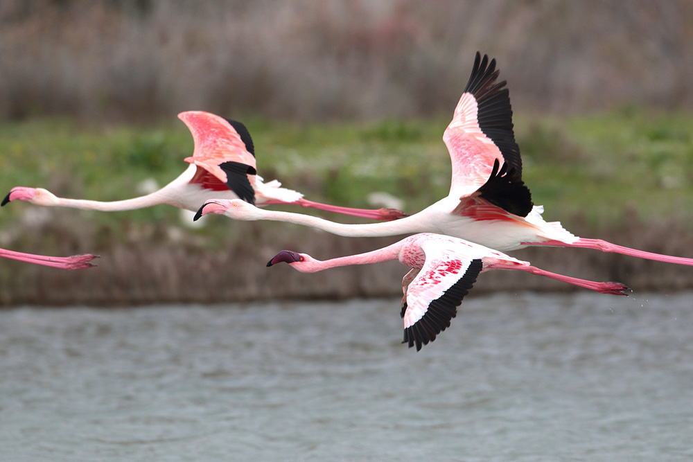 Küçük flamingo