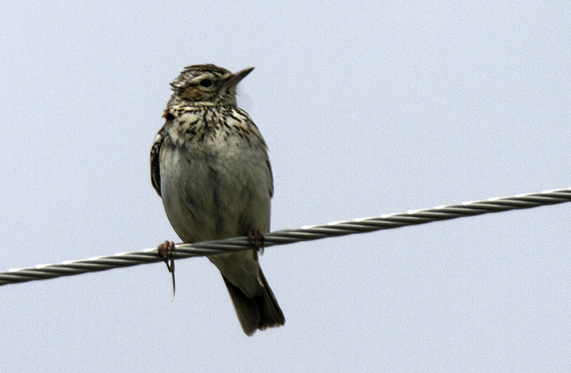 Orman toygarı