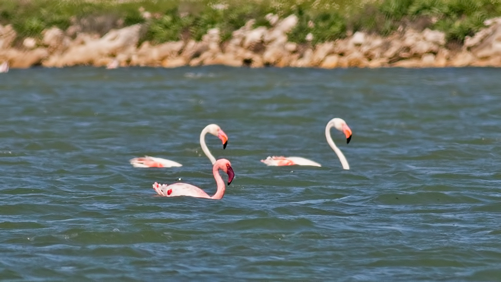 Küçük flamingo