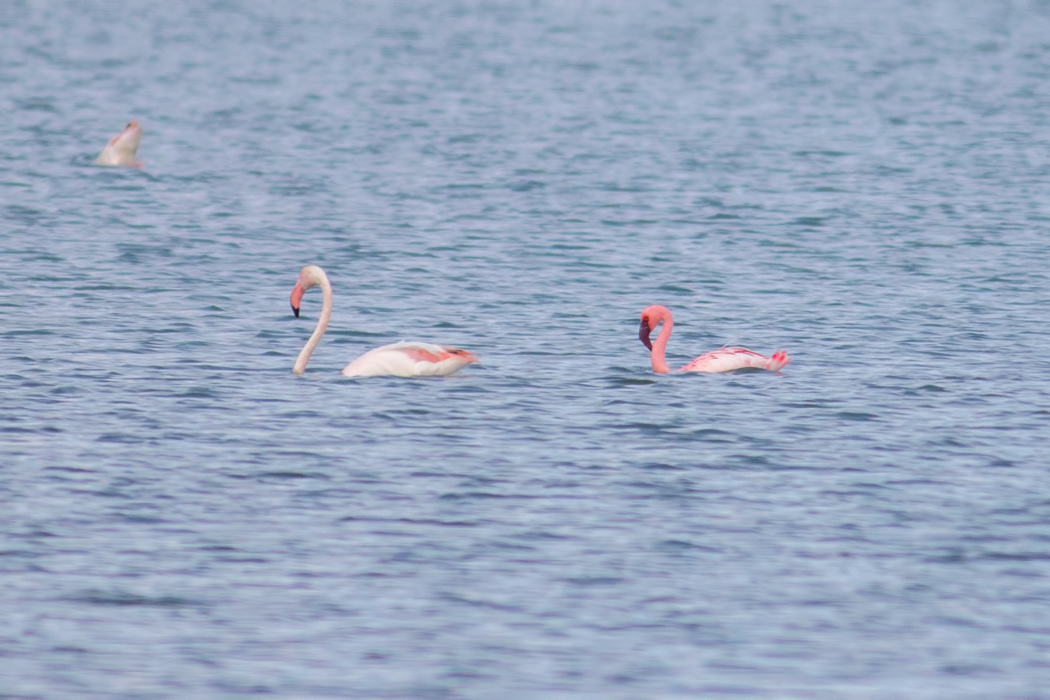 Küçük flamingo