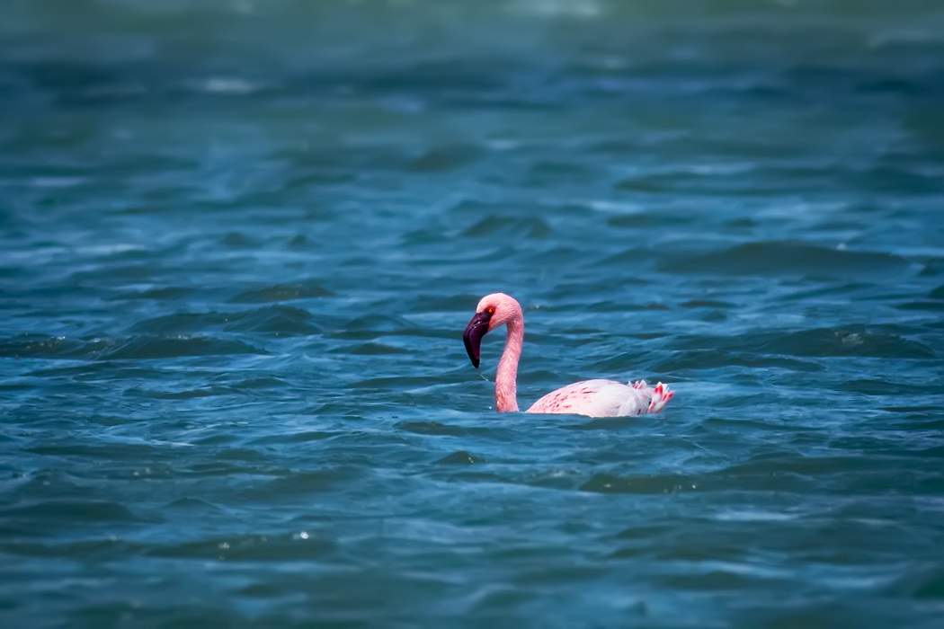 Küçük flamingo