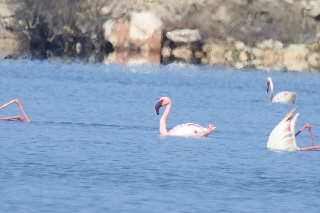 Küçük flamingo