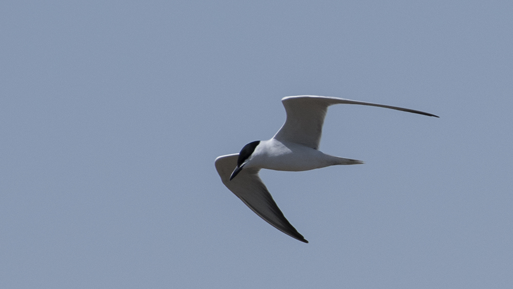 Gull-billed Tern