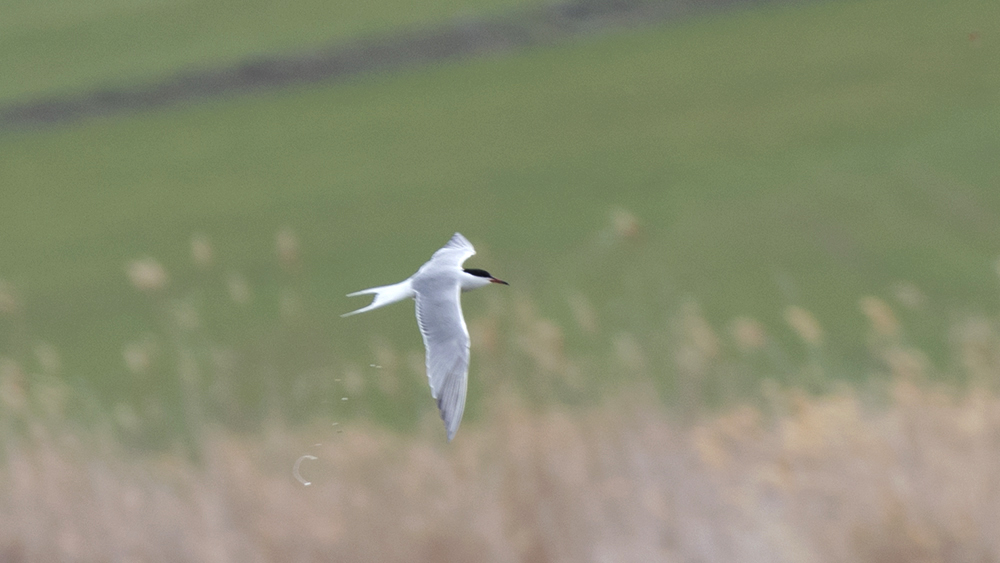 Common Tern
