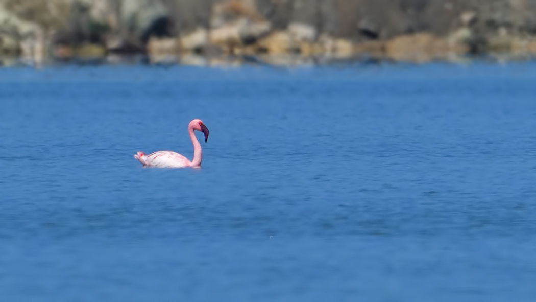 Küçük flamingo