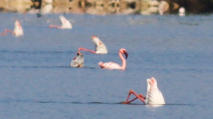 Küçük flamingo