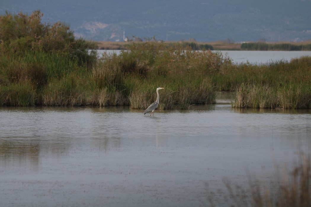 Gri balıkçıl