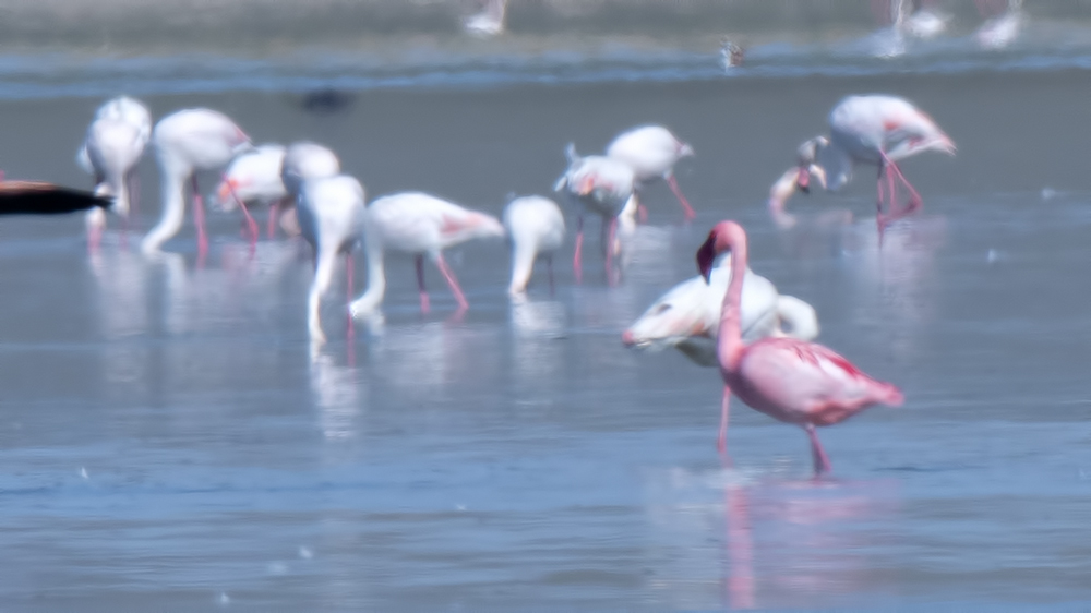 Küçük flamingo