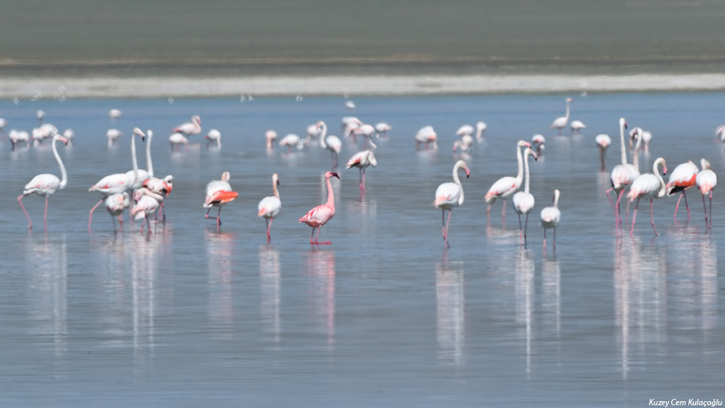 Küçük flamingo