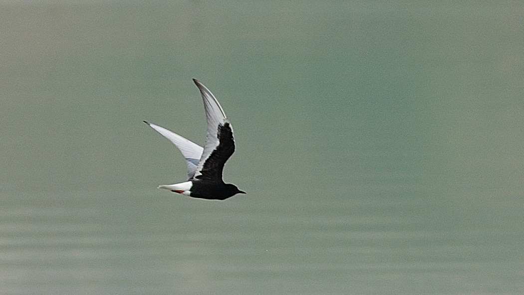 Akkanatlı sumru