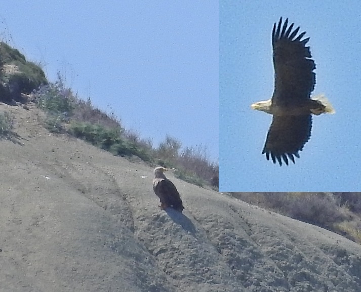 Akkuyruklu kartal