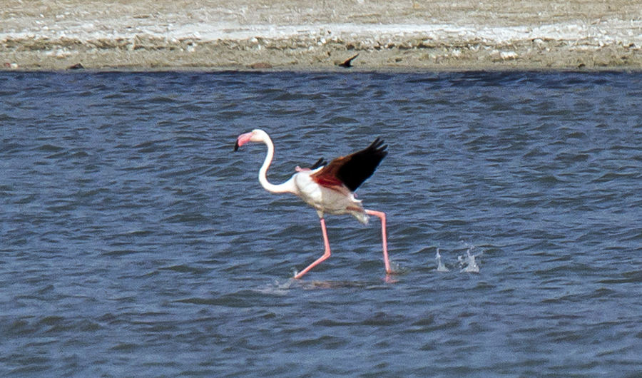 Flamingo