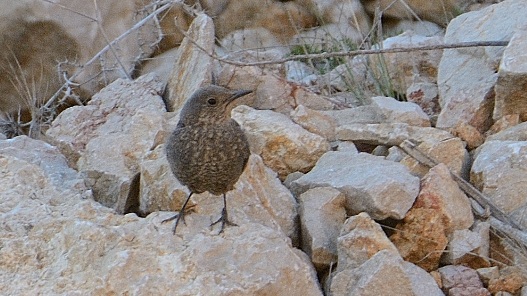 Gökardıç