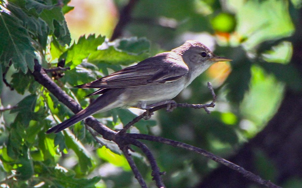 Zeytin mukallidi