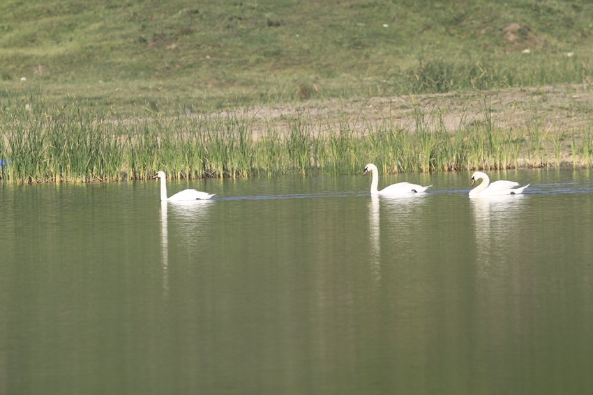 Kuğu