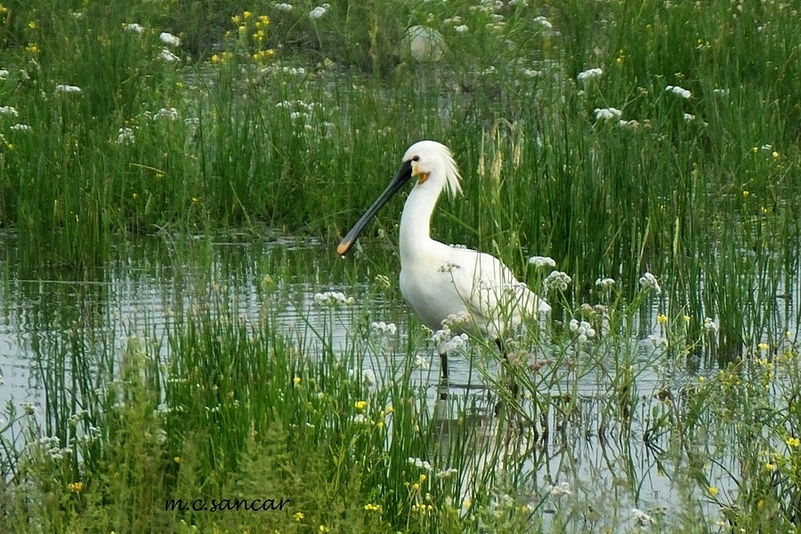 Kaşıkçı