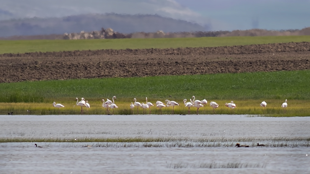 Flamingo