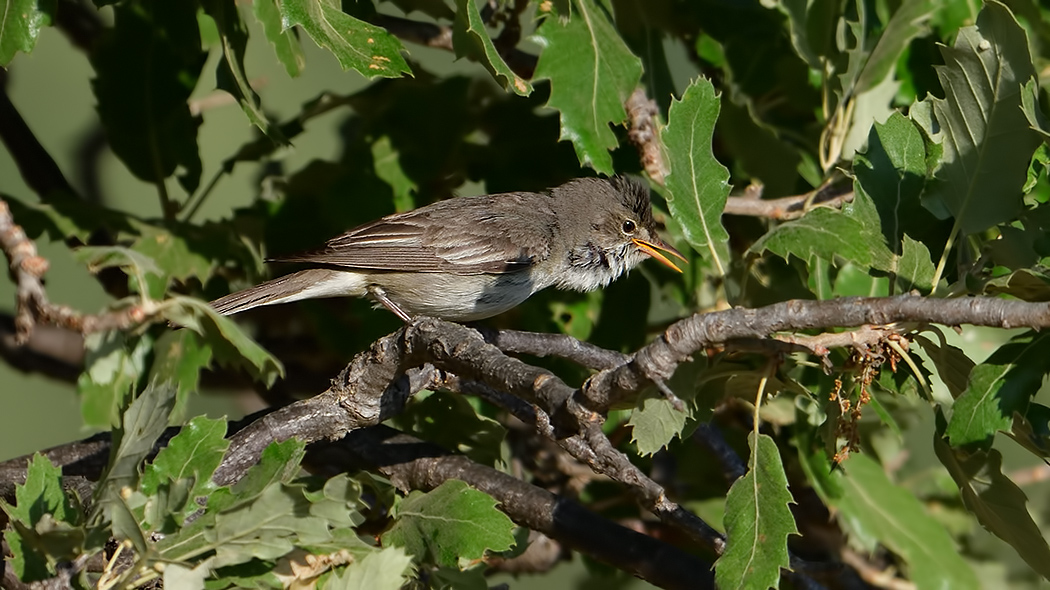 Zeytin mukallidi