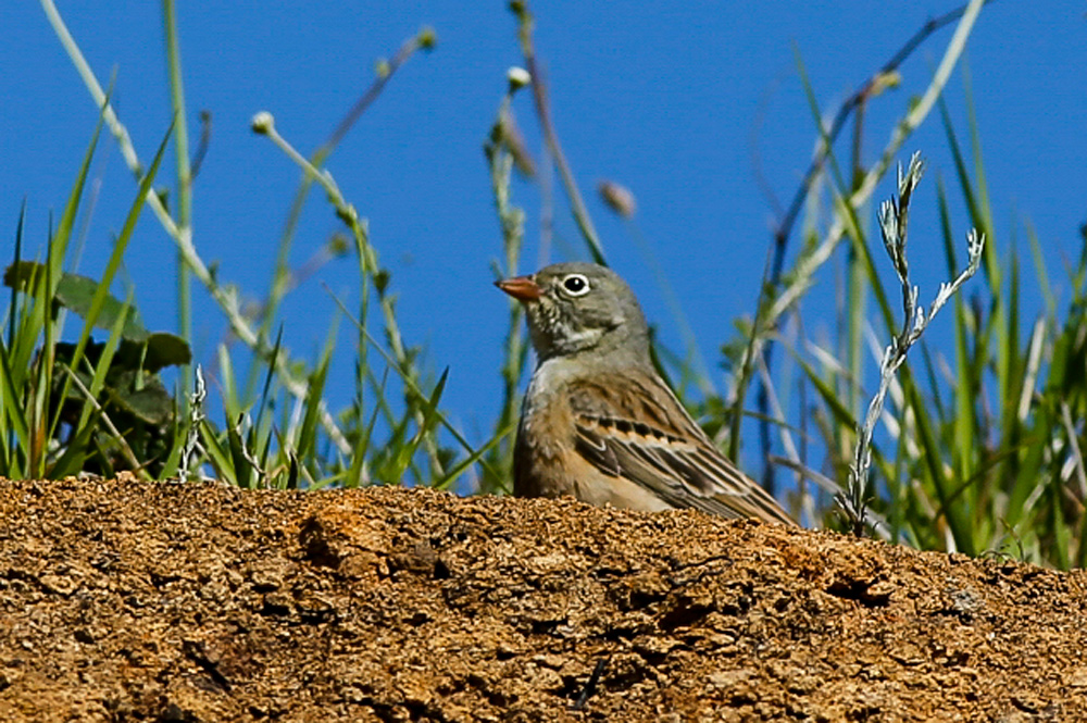 Kirazkuşu