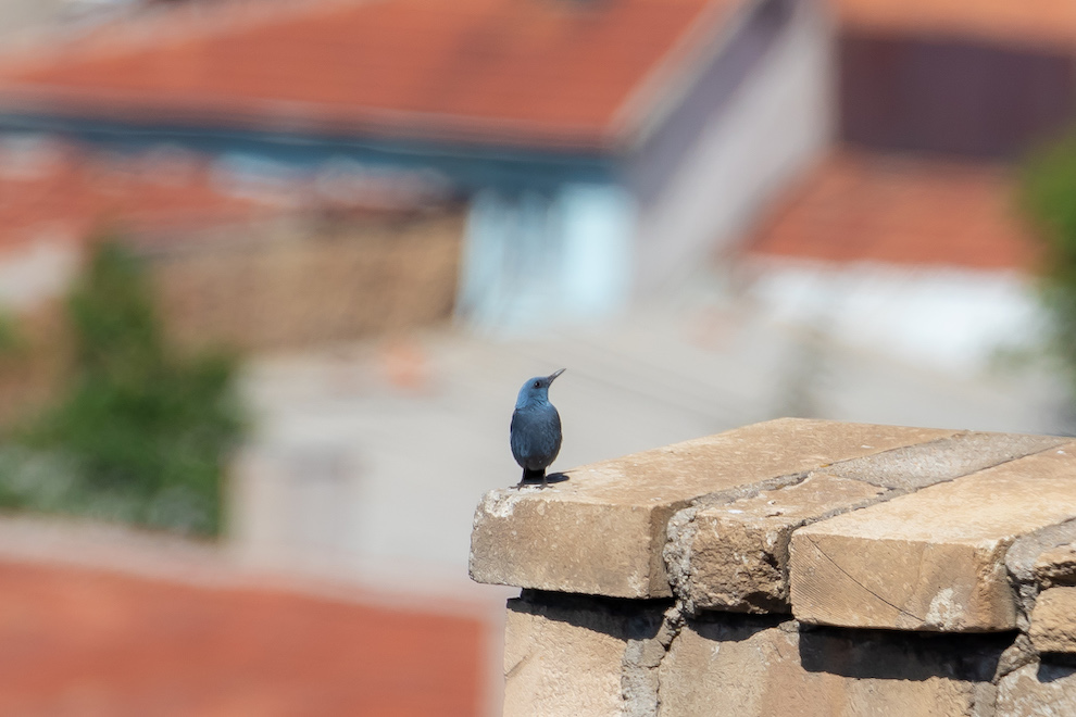 Gökardıç