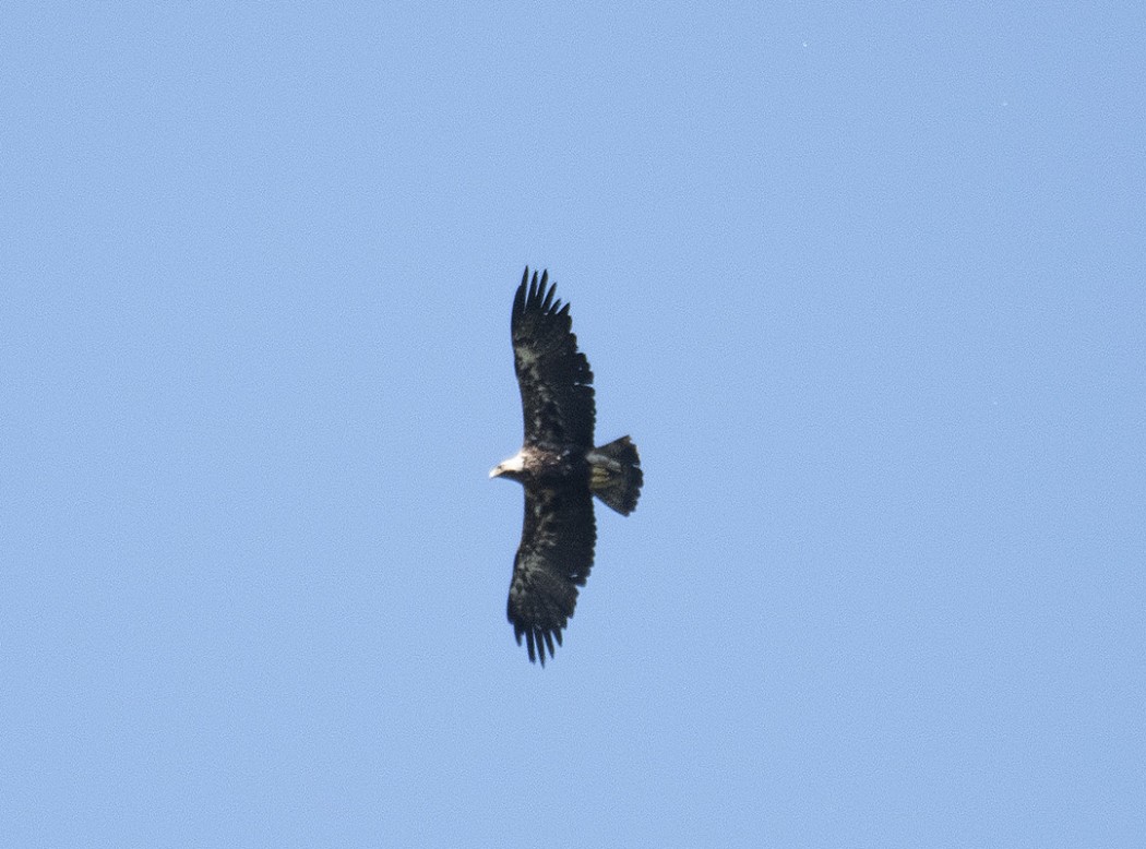 Şah kartal