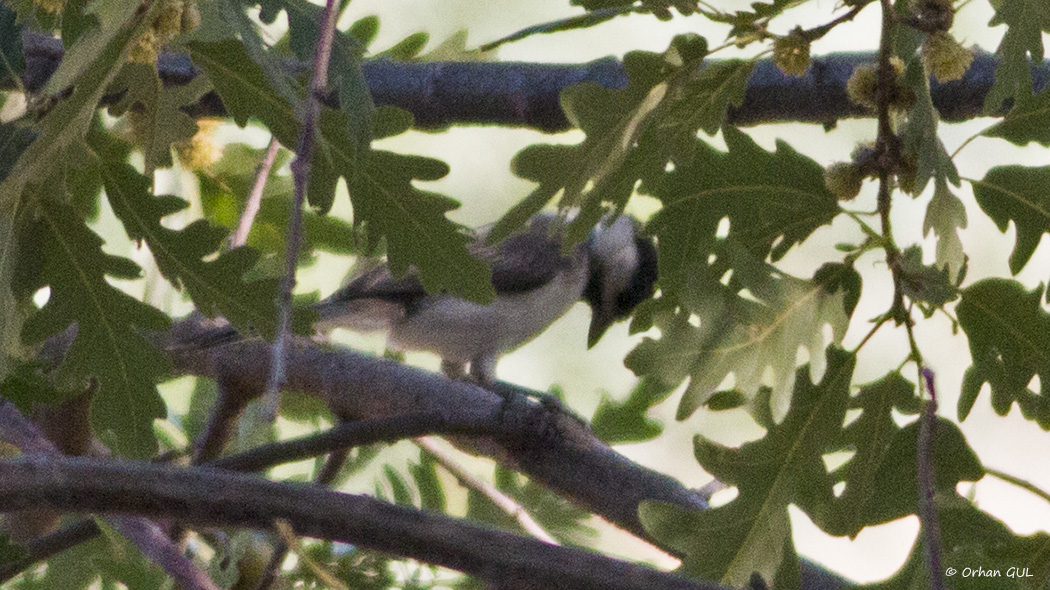 Akyanaklı baştankara