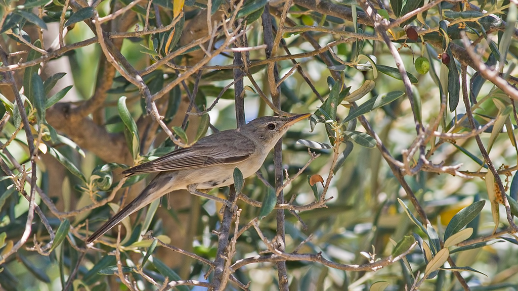 Zeytin mukallidi