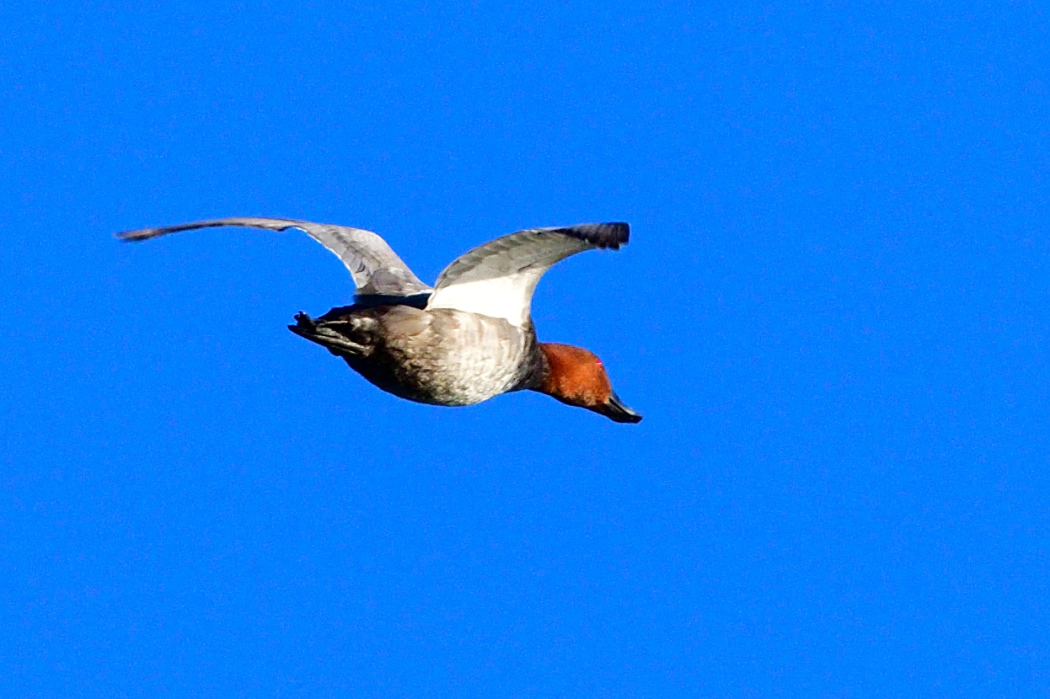 Elmabaş patka