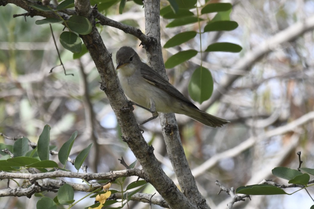 Zeytin mukallidi