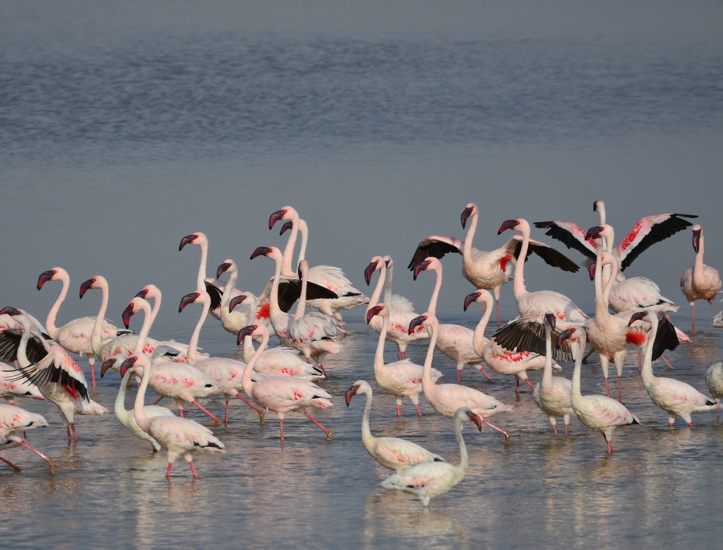 Küçük flamingo