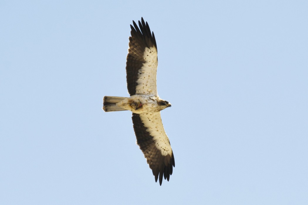 Küçük kartal