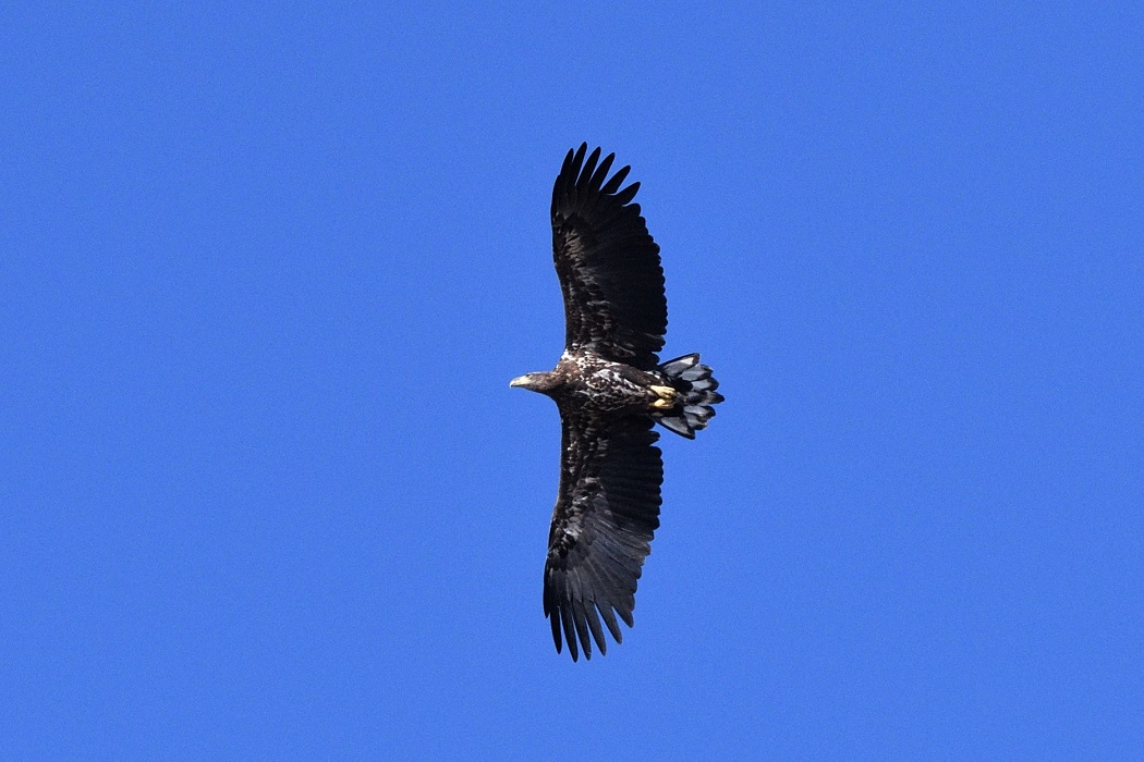 Akkuyruklu kartal