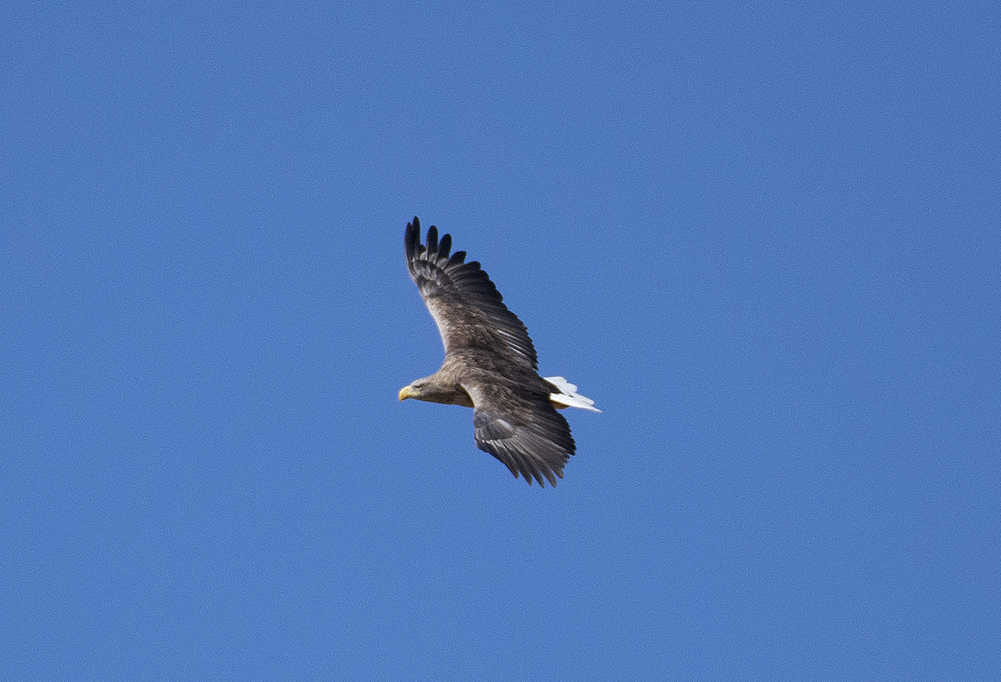 Akkuyruklu kartal